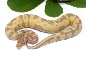 47-6A-Banana-Leopard-Enchi_2024_1-300x223 Ball Pythons and Other Reptiles For Sale