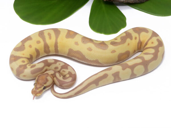 Banana Leopard Enchi (Male)