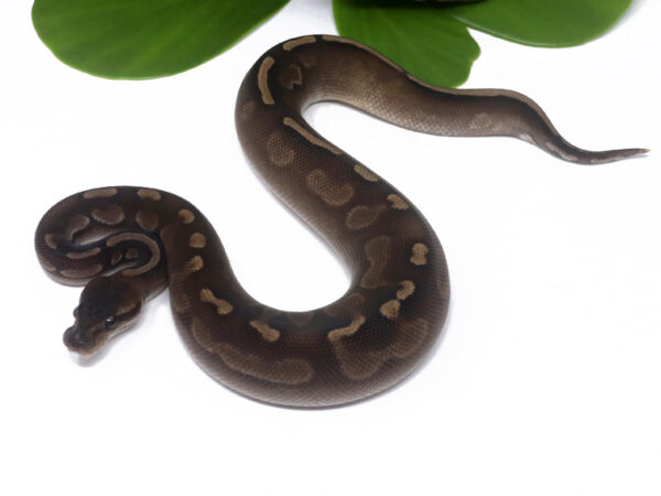 GHI Cinnamon Poss Het Tristripe (Male)