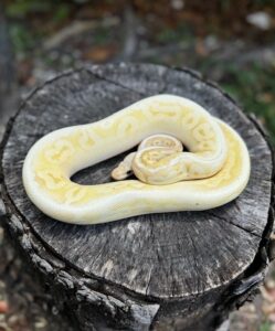 65-8c-249x300 Ball Pythons and Other Reptiles For Sale