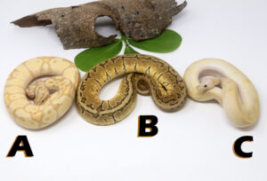 GB1457-300x204 Ball Pythons and Other Reptiles For Sale