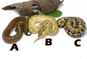 GB1458-300x206 Ball Pythons and Other Reptiles For Sale