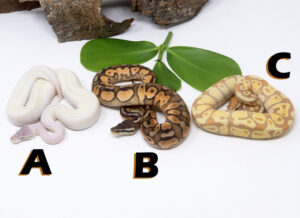 GB1459-300x218 Ball Pythons and Other Reptiles For Sale