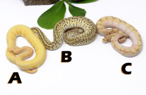GB1460-300x195 Ball Pythons and Other Reptiles For Sale