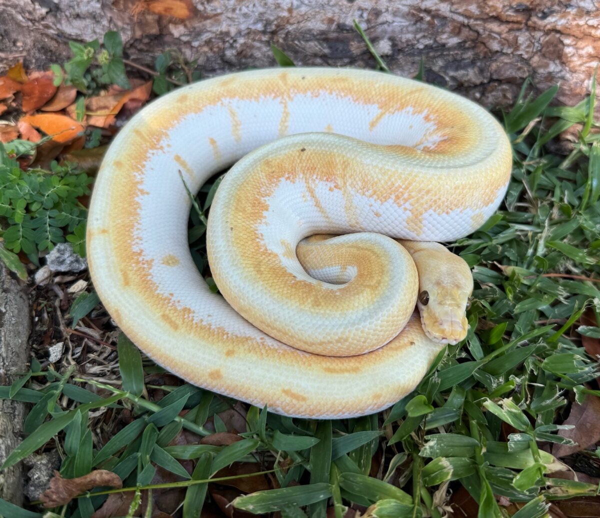 Banana Spinner Enchi Cinnamon (Male)