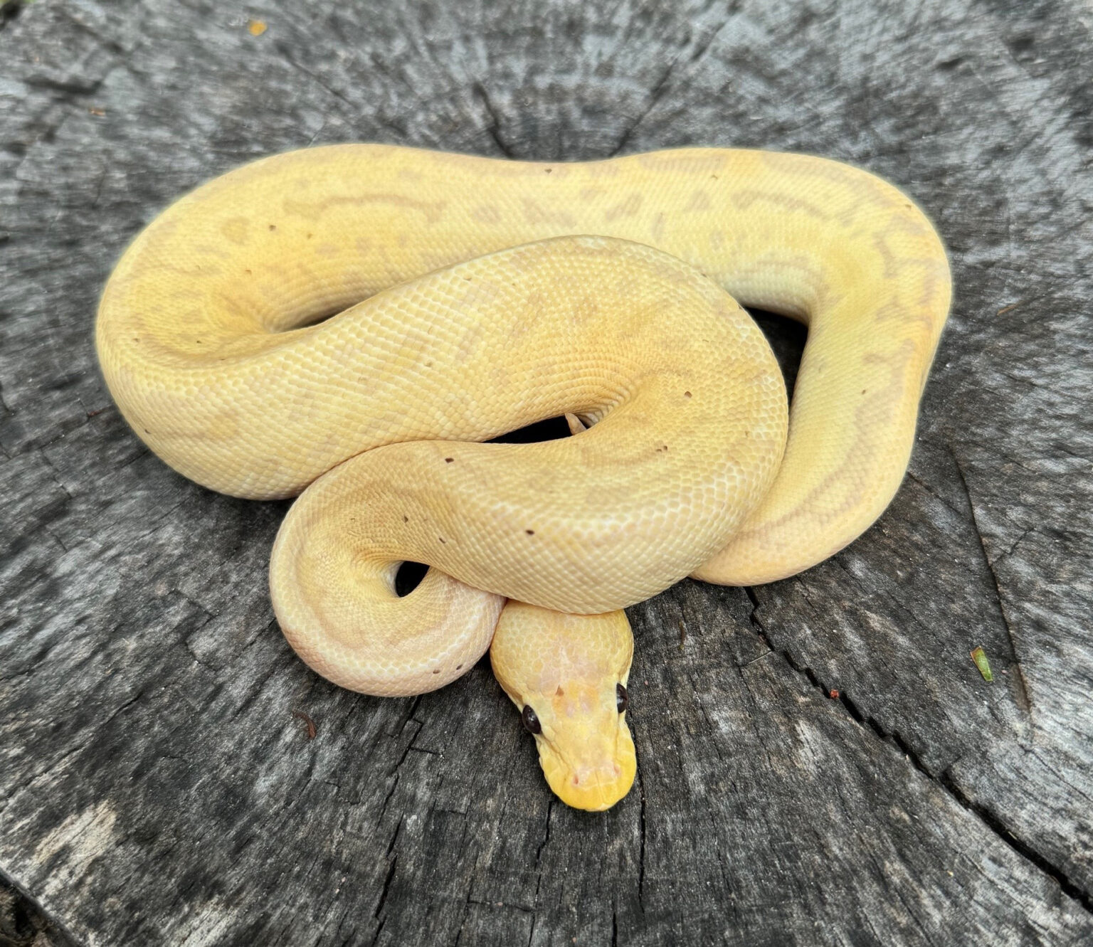 Ball Pythons and Other Reptiles For Sale - Dynasty Reptiles
