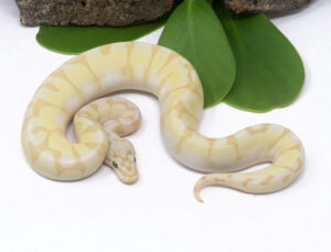 48-12A-Banana-Butter-Bee-Enchi_2024_3.jpg-300x228 48-12A Banana Butter Bee Enchi_2024_3.jpg