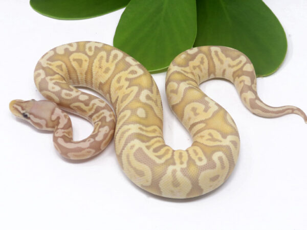 Banana GHI Pastel (Female)