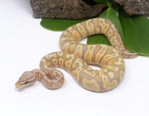 48-13B-Banana-GHI-Pastel-FM_2024_3.jpg-300x234 48-13B Banana GHI Pastel (FM)_2024_3.jpg