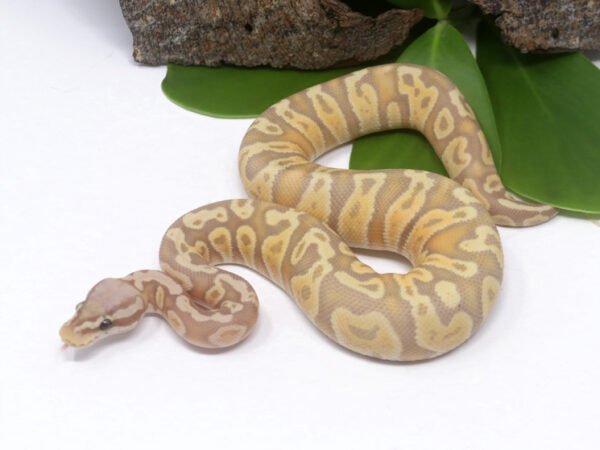 Banana GHI Pastel (FM) (Male)