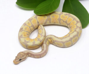 48-1B-Banana-Spotnose_2024_3.jpg-300x250 48-1B Banana Spotnose_2024_3.jpg