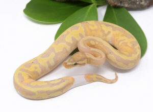 48-2C-Banana-Pied-LW_2024_3.jpg-300x221 48-2C Banana Pied (LW)_2024_3.jpg