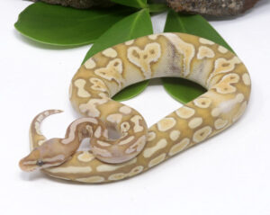 48-3B-Banana-Shatter-Butter_2024_3.jpg-300x239 48-3B Banana Shatter Butter_2024_3.jpg