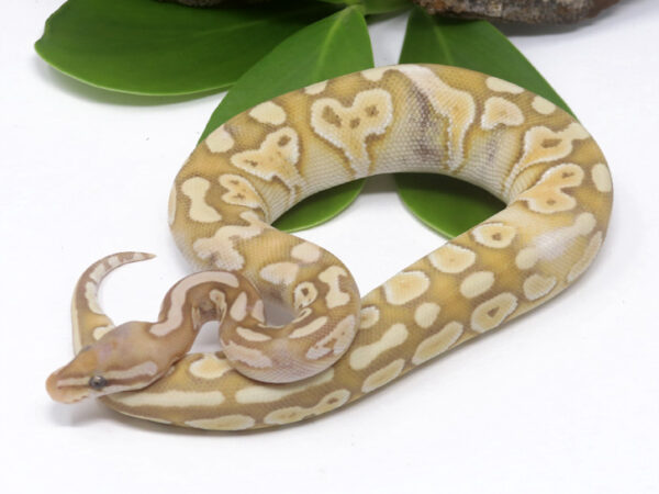 Banana Shatter Butter (Male)
