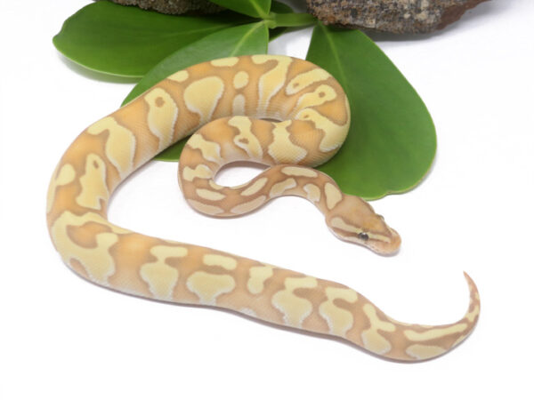 Banana Enchi Butter (Male)