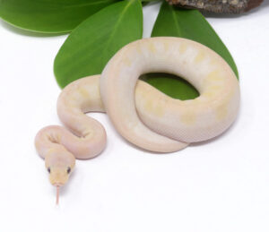 48-4C-Banana-Champagne-Pastel_2024_3.jpg-300x259 48-4C Banana Champagne Pastel_2024_3.jpg