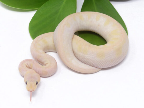 Banana Champagne Pastel (Male)
