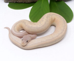 48-7B-Super-Banana-Cinnamon-Pin_2024_3.jpg-300x249 48-7B Super Banana Cinnamon Pin_2024_3.jpg