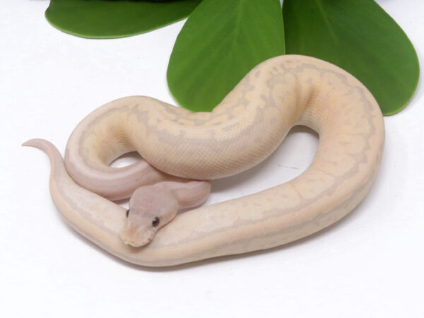 Super Banana Cinnamon Pin (Male)