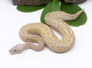 48-9A-Banana-Leopard-Super-Pastel_2024_3.jpg-300x224 48-9A Banana Leopard Super Pastel_2024_3.jpg