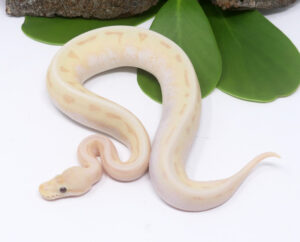 49-11A-Banana-Genetic-Stripe-Butter-Bee_2024_3.jpg-300x242 49-11A Banana Genetic Stripe Butter Bee_2024_3.jpg