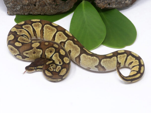 Bongo Enchi (Female)