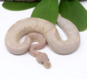 49-15A-Super-Banana-Cinnamon_2024_3.jpg-300x274 49-15A Super Banana Cinnamon_2024_3.jpg