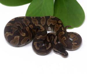 49-16C-GHI-Enchi-Cinnamon-Poss-Het-Tristripe_2024_3.jpg-300x254 49-16C GHI Enchi Cinnamon Poss Het Tristripe_2024_3.jpg