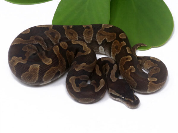GHI Enchi Cinnamon Poss Het Tristripe (Female)