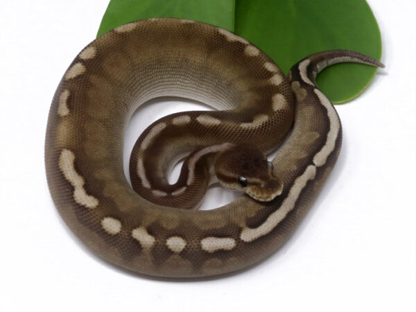 GHI Cinnamon Poss Het Tristripe (Female)
