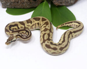 49-7B-Leopard-Spotnose-Pastave-Enchi-Gravel_2024_3.jpg-300x239 49-7B Leopard Spotnose Pastave Enchi Gravel_2024_3.jpg