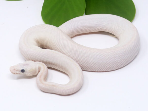 Bamboo Blue Eye Leucistic Leopard (Male)