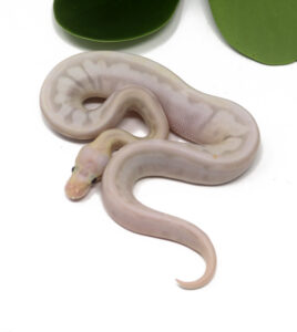 1-14C-Bamboo-Mahogany-Enchi-Bee_2024_1-268x300 1-14C Bamboo Mahogany Enchi Bee_2024_1