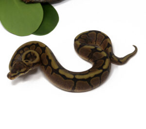 1-15A-Mahogany-Enchi_2024_1-300x264 1-15A Mahogany Enchi_2024_1