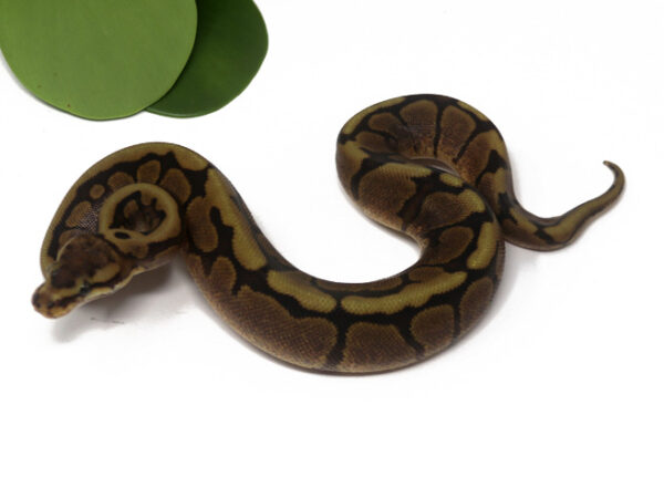 Mahogany Enchi (Female)