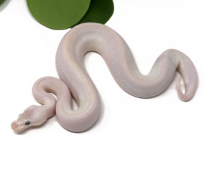 1-16B-Banana-Champagne-Leopard-Pewter_2024_1-300x251 1-16B Banana Champagne Leopard Pewter_2024_1