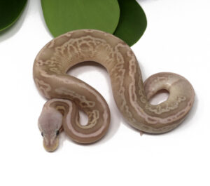 1-16C-Banana-Leopard-Pewter_2024_1-300x265 1-16C Banana Leopard Pewter_2024_1