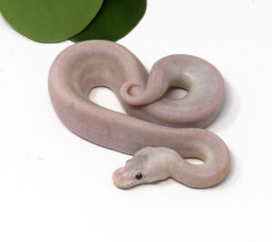 1-17B-Banana-Champagne-Leopard-Pewter_2024_1-300x267 1-17B Banana Champagne Leopard Pewter_2024_1