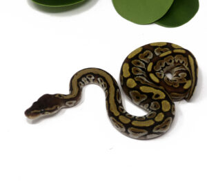 1-8B-Bongo-HGW_2024_1-300x263 1-8B Bongo HGW_2024_1