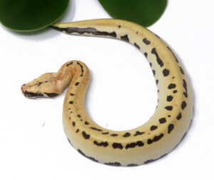 112-12A-007-Blood-Python_2024_1-300x252 112-12A 007 Blood Python_2024_1