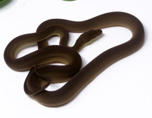 117-2A-Olive-Python_2024_1-300x233 117-2A Olive Python_2024_1