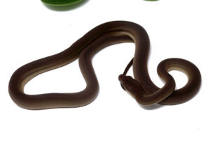 117-2C-Olive-Python_2024_1-300x207 117-2C Olive Python_2024_1