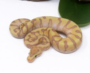 2-11A-Banana-Super-Enchi-HGW_2024_1-300x244 2-11A Banana Super Enchi HGW_2024_1