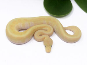 2-11B-Banana-Super-Enchi-HGW-Mojave_2024_1-300x224 2-11B Banana Super Enchi HGW Mojave_2024_1