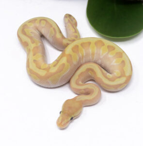 2-11C-Banana-HGW-Moochie_2024_1-295x300 2-11C Banana HGW Moochie_2024_1