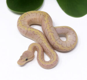 2-13A-Banana-Lemonblast-Enchi_2024_1-300x276 2-13A Banana Lemonblast Enchi_2024_1