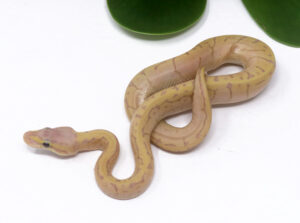 2-14A-Banana-Lemonblast-Enchi_2024_1-300x223 2-14A Banana Lemonblast Enchi_2024_1
