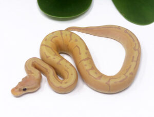 2-14B-Banana-Enchi-Pin_2024_1-300x229 2-14B Banana Enchi Pin_2024_1