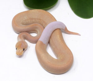 2-3B-Banana-Champagne-Cinnamon_2024_1-300x262 2-3B Banana Champagne Cinnamon_2024_1