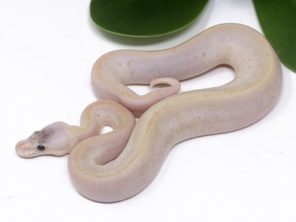 Banana Champagne Pewter (Male)